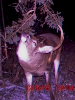 Whitetail Deer Hunting Image 2
